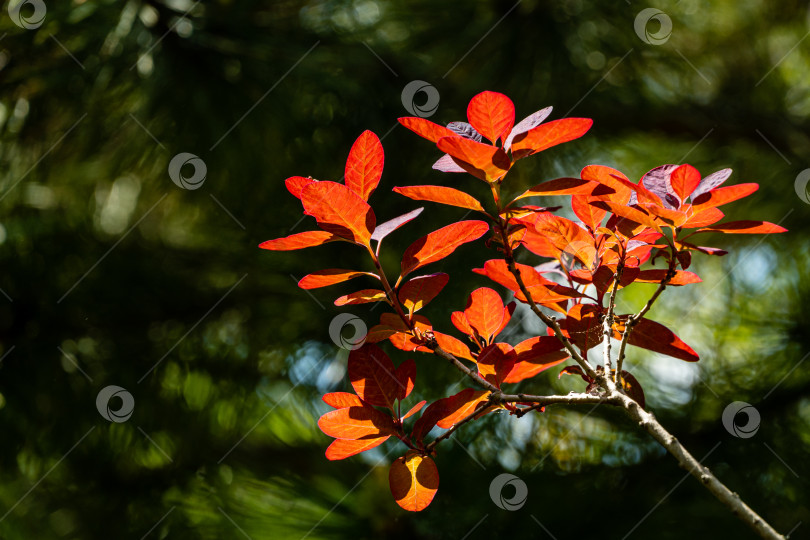 Скачать Молодые фиолетовые листья Cotinus coggygria Royal Purple (Rhus cotinus, европейское дымчатое дерево) на размытом фоне зелени сада. Выборочный фокус. Солнечный день в весеннем саду. Крупный план. фотосток Ozero