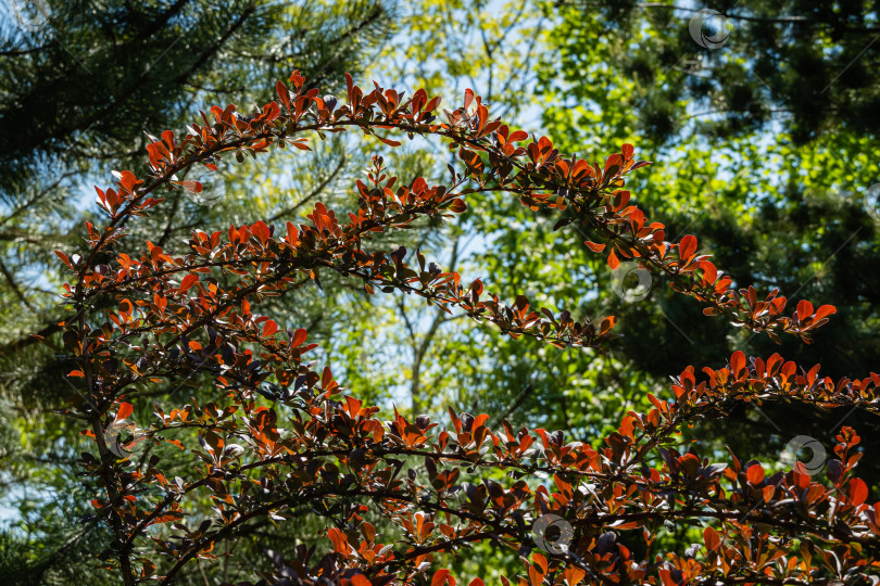 Скачать Красивая фиолетовая листва на изогнутых ветвях барбариса Berberis thunbergii Atropurpure на размытом фоне зелени вечнозеленого ландшафтного сада. Выборочный фокус. Природная концепция дизайна фотосток Ozero