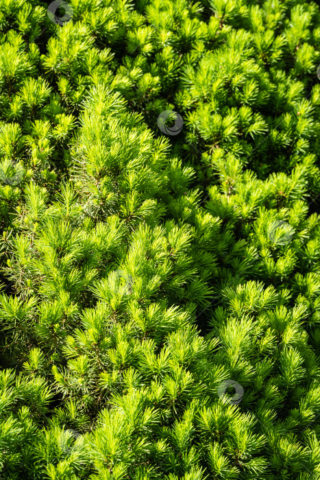 Скачать Канадская ель Picea glauca Conica в вечнозеленом ландшафтном саду. Ярко-зеленые молодые короткие иголки на ветвях канадской рождественской елки. Крупный план. Концепция природы для дизайна.Текстура в качестве фона. фотосток Ozero