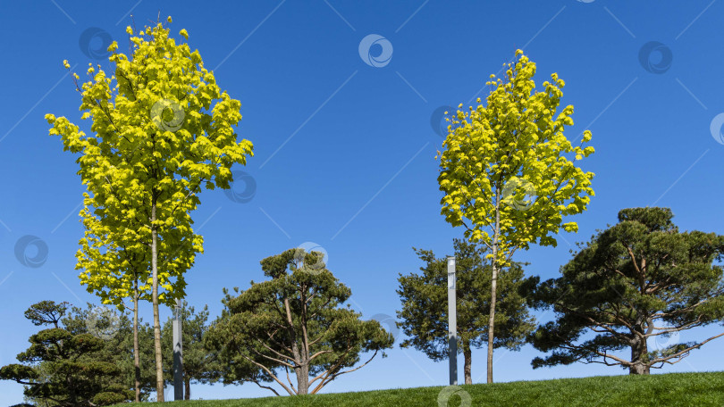 Скачать Золотая крона норвежского клена (Acer platanoides) Принстонское золото на фоне голубого неба. Красивые весенние желтые листья. Общественный ландшафтный городской парк "Краснодар" или "Парк Галицкого". фотосток Ozero