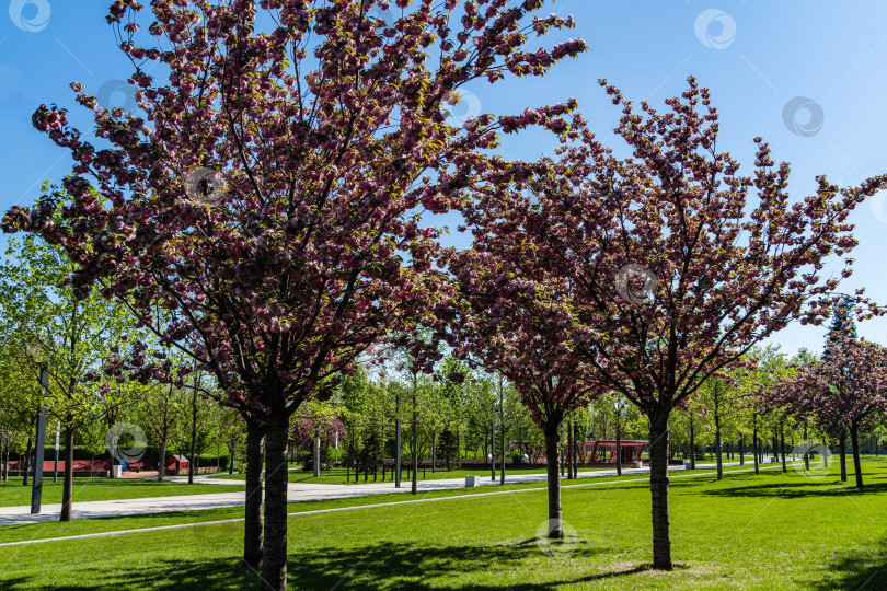 Скачать Цветущее дерево Prunus 'Kanzan' (Prunus serrulata или Prunus lannesiana) на фоне голубого неба. Крупные розовые цветы розовые цветы на ветвях дерева. Городской парк "Краснодар". Галицкий парк. Весна 2021. фотосток Ozero