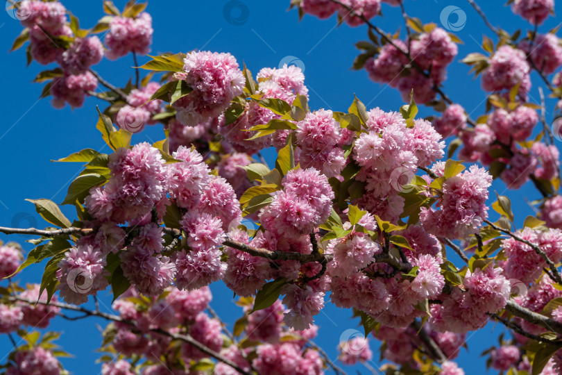 Скачать Дерево Prunus 'Kanzan' (Prunus serrulata) на фоне голубого неба. Ветка дерева с крупными розовыми цветами японской вишни. Городской парк Краснодара или парк Галицкого. Весна 2021 года. фотосток Ozero