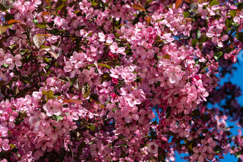 Скачать Цветение яблони Malus pumila 'Niedzwetzkyana' в ландшафтном парке Краснодара. Крупные темно-розовые соцветия яблони Недзвецкого на фоне голубого неба. Размытый фон. Выборочный фокус. фотосток Ozero