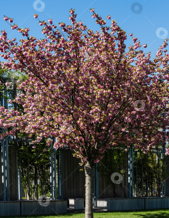 Скачать Цветущее дерево Prunus 'Kanzan' (Prunus serrulata или Prunus lannesiana) на фоне голубого неба. Крупные розовые цветы розовые цветы на ветвях дерева. Городской парк "Краснодар". Галицкий парк. Весна 2021. фотосток Ozero