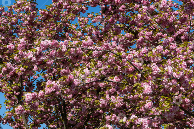 Скачать Дерево Prunus 'Kanzan' (Prunus serrulata) на фоне голубого неба. Ветка дерева с крупными розовыми цветами японской вишни. Городской парк Краснодара или парк Галицкого. Весна 2021 года. фотосток Ozero