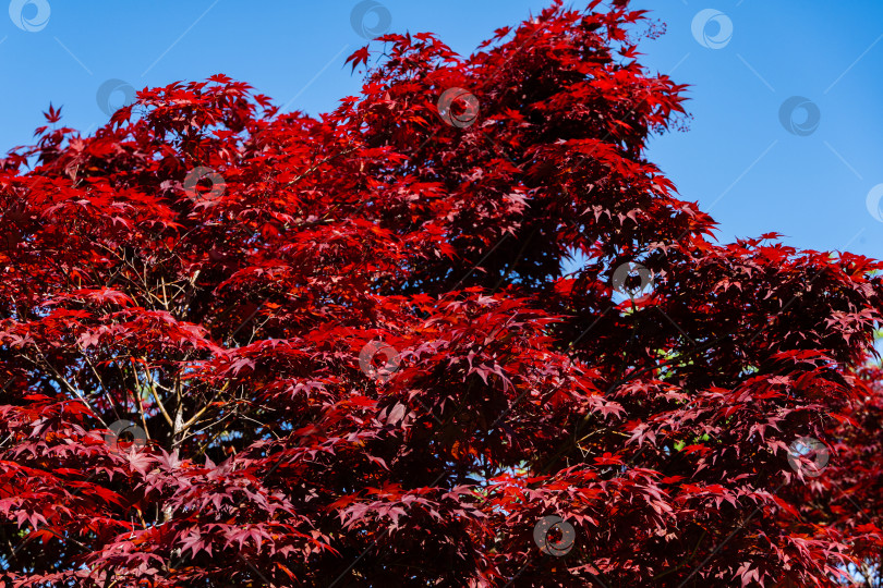 Скачать Изящное дерево Acer Palmatum Dissectum с красными листьями на фоне голубого весеннего неба. Японский дворик в городском парке "Краснодар". Галицкий парк. Солнечный весенний день 2021 года. фотосток Ozero