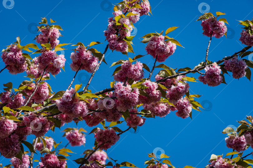 Скачать Дерево Prunus 'Kanzan' (Prunus serrulata) на фоне голубого неба. Ветка дерева с крупными розовыми цветами японской вишни. Городской парк Краснодара или парк Галицкого. Весна 2021 года. фотосток Ozero