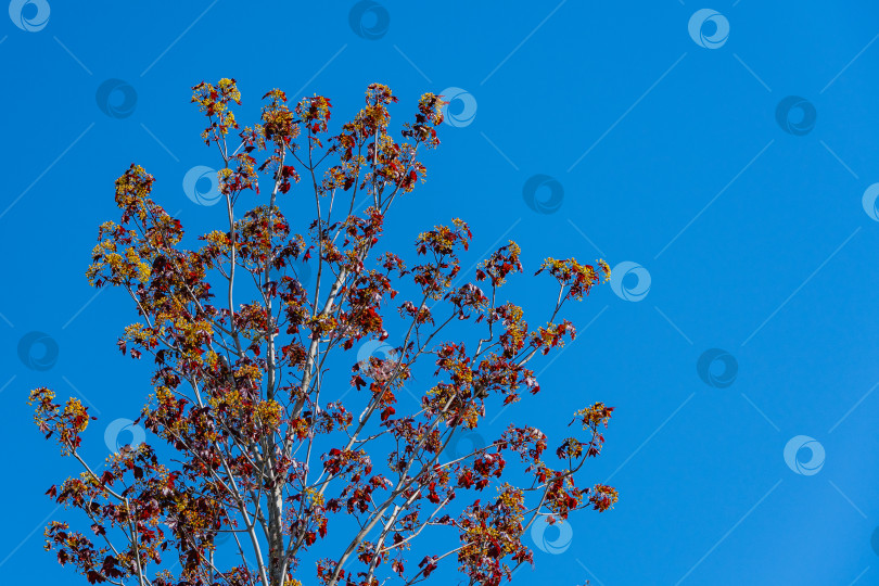 Скачать Ветви цветущего клена норвежского (Acer platanoides) Золото Принстона с фиолетовыми листьями на фоне голубого неба. Общественный ландшафтный городской парк "Краснодар" или "Парк Галицкого". Ландшафт для любой дизайнерской концепции. фотосток Ozero
