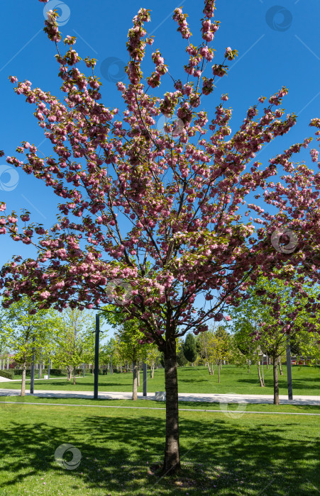 Скачать Цветущее дерево Prunus 'Kanzan' (Prunus serrulata или Prunus lannesiana) на фоне голубого неба. Крупные розовые цветы розовые цветы на ветвях дерева. Городской парк "Краснодар". Галицкий парк. Весна 2021. фотосток Ozero