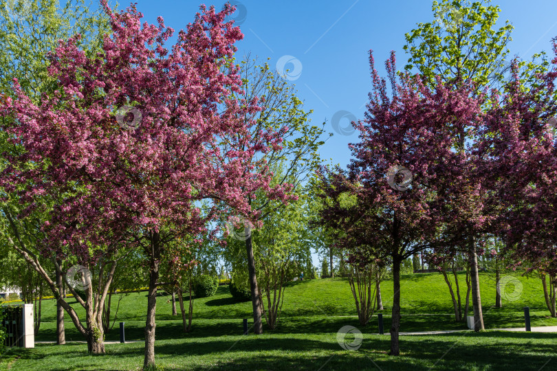 Скачать Цветущая яблоня Malus pumila 'Niedzwetzkyana' в ландшафтном парке Краснодара. Яблони крупным планом. Темно-розовые соцветия яблони на фоне голубого неба. Размытый фон. Выборочный фокус. фотосток Ozero