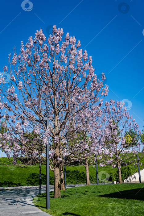 Скачать Фиолетовые цветы на ветвях дерева Павловния томентоза на фоне голубого неба. Императрица или принцесса, цветы наперстянки или колокольчика. Крупный план. Общественный ландшафтный городской парк "Краснодар" или "Парк Галицкого". фотосток Ozero