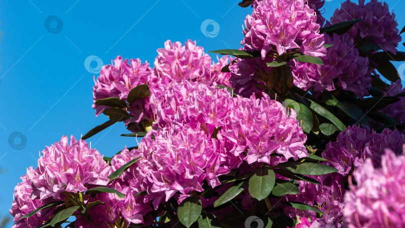 Скачать Цветущий куст рододендрона 'Roseum Elegans' (гибрид catawbiense) в ландшафтном городском парке "Краснодарский" или "Галицкий". Крупные розово-фиолетовые цветы на ветвях изящного растения. Выборочный фокус. Крупный план. фотосток Ozero