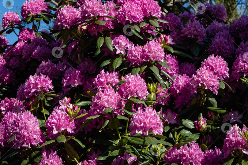 Скачать Цветущий куст рододендрона 'Roseum Elegans' (гибрид catawbiense) в ландшафтном городском парке "Краснодарский" или "Галицкий". Крупные розово-фиолетовые цветы на ветвях изящного растения. Выборочный фокус. Крупный план. фотосток Ozero
