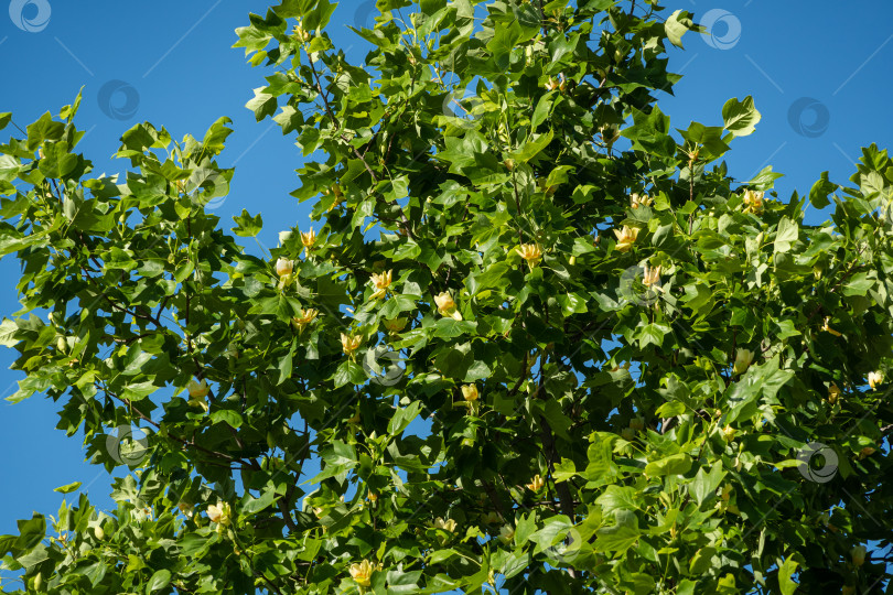 Скачать Цветущее тюльпанное дерево (Liriodendron tulipifera) в Краснодарском общественном ландшафтном парке. Желтые цветы на спелой листве с зеленой листвой американского тюльпана или тюльпана тополя на фоне голубого неба. Парк для отдыха. фотосток Ozero