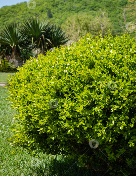 Скачать Огромный куст самшита Buxus sempervirens или европейского самшита с яркой блестящей молодой зеленой листвой на размытом фоне пальм и гор. Крупный план. Выборочный фокус Архипо-Осиповка. фотосток Ozero