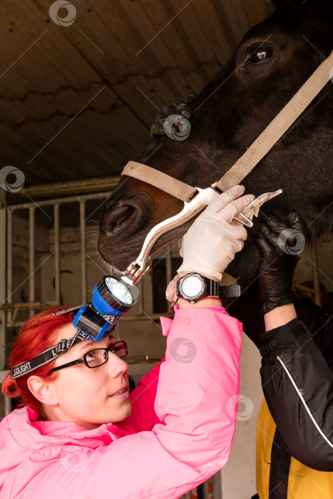 Скачать Ветеринар осматривает зубы лошади с помощью стоматологического инструмента фотосток Ozero