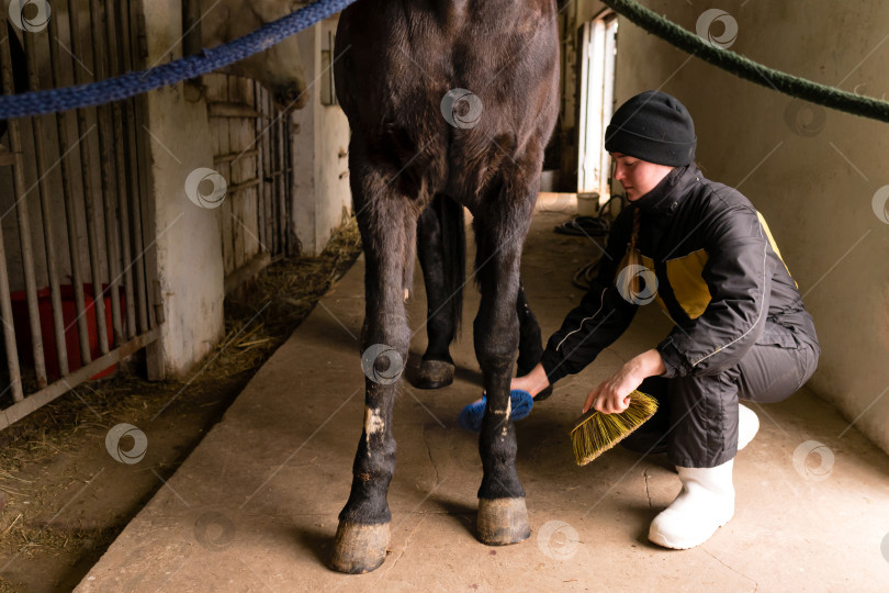 Скачать Человек, чистящий ноги лошади в конюшне фотосток Ozero