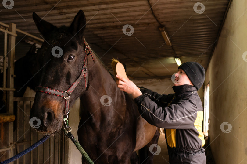 Скачать Человек, ухаживающий за черной лошадью в конюшне фотосток Ozero