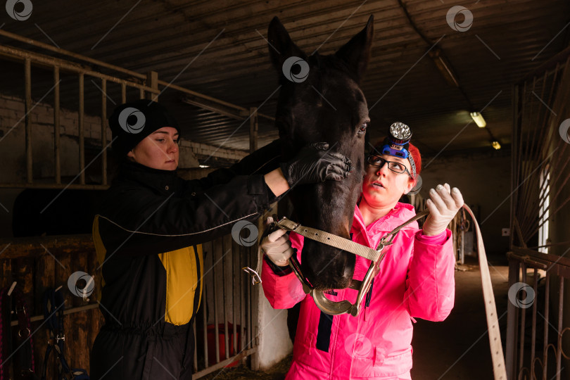 Скачать Ветеринар осматривает рот лошади с помощью зубного зеркала фотосток Ozero