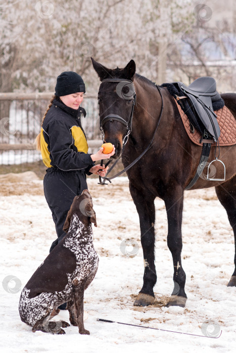 Скачать Лошадь получает яблоко от человека, за которым наблюдает собака. фотосток Ozero