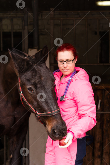 Скачать Ветеринар дает яблоко в качестве угощения лошади фотосток Ozero