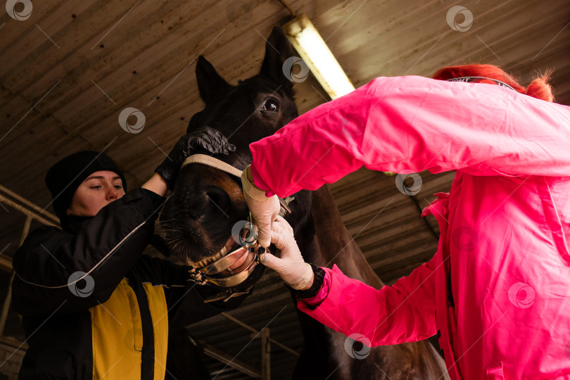 Скачать Осмотр зубов лошадей с помощью зеркала фотосток Ozero