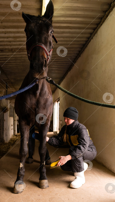 Скачать Человек, чистящий ноги лошади в конюшне фотосток Ozero