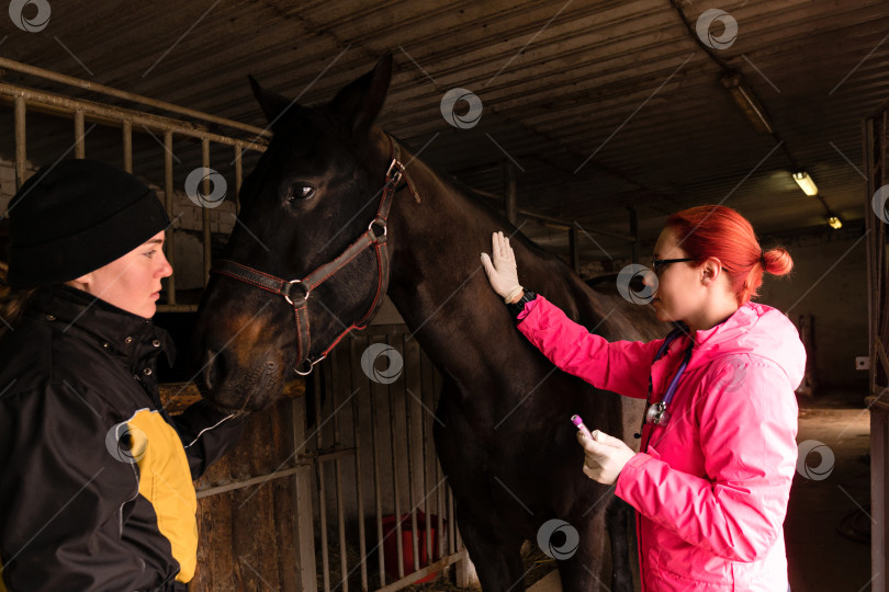Скачать Ветеринар вводит вакцину лошади фотосток Ozero