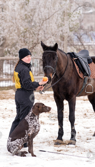 Скачать Лошадь получает яблоко от человека, за которым наблюдает собака. фотосток Ozero