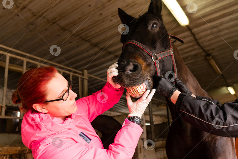Скачать Ветеринарный стоматолог осматривает зубы черной лошади фотосток Ozero