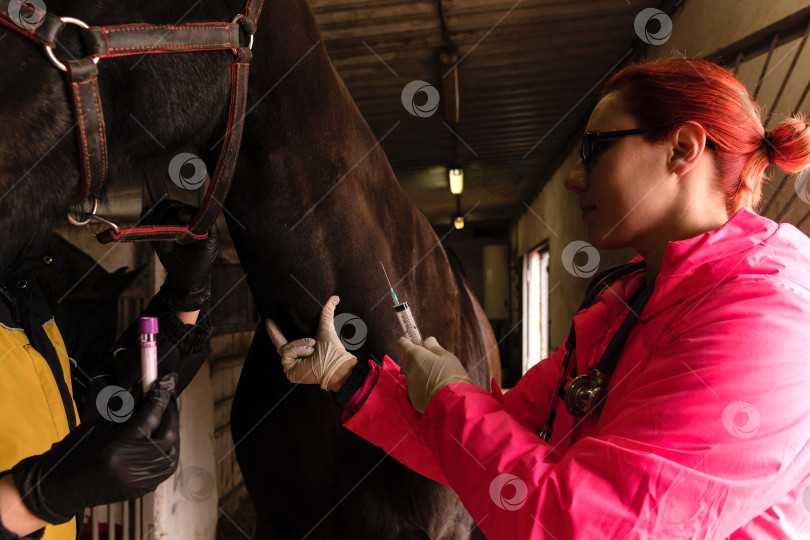 Скачать Подготовительная инъекция для ветеринарной процедуры для лошадей фотосток Ozero