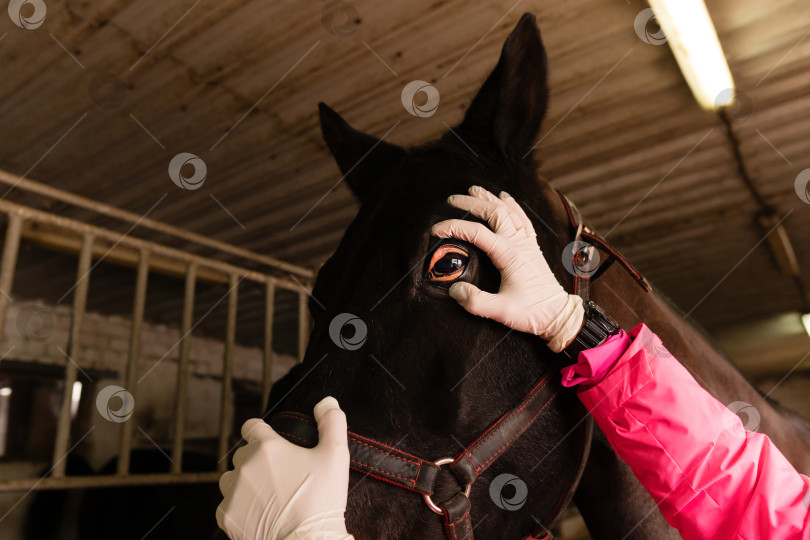 Скачать Ветеринар осматривает глаз черной лошади фотосток Ozero