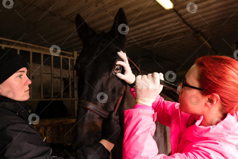 Скачать Ветеринар, проводящий офтальмологический осмотр лошади фотосток Ozero