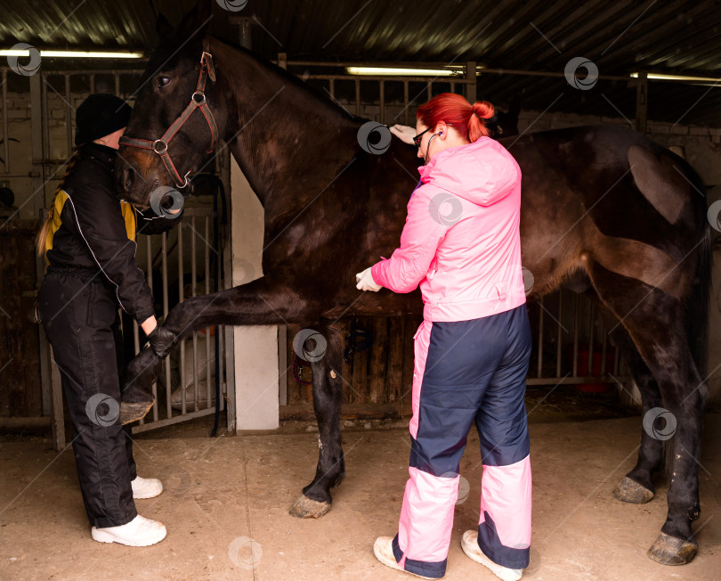 Скачать Ветеринар, проводящий аускультацию сердца лошади фотосток Ozero
