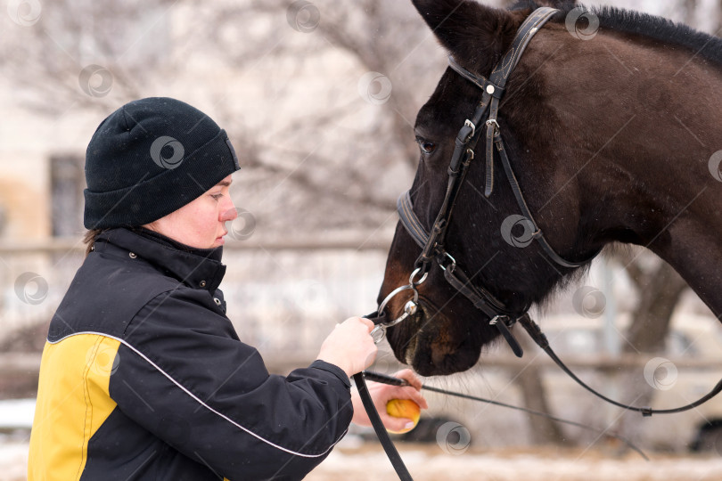 Скачать Человек кормит лошадь яблоком в заснеженной местности. фотосток Ozero