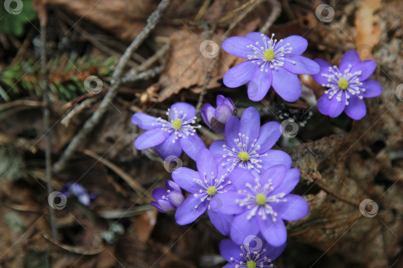 Скачать Первоцветы в дикой природе в лесу на коричневом естественном фоне. Первые синие цветы на фоне увядших сухих листьев фотосток Ozero