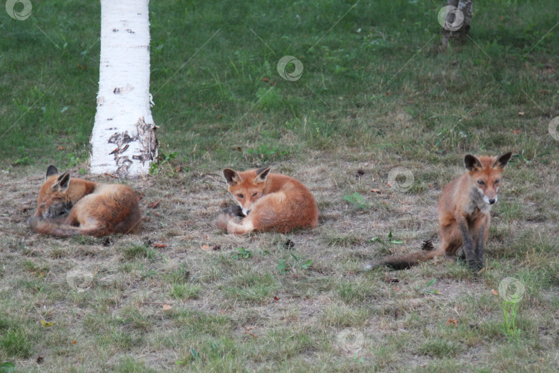 Скачать Трое лисят в дикой природе. Худые голодные дикие звери после зимы фотосток Ozero