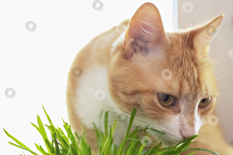 Скачать Рыжая кошка ест зеленую траву зеленая сочная трава для кошек, пророщенный овес полезен для кошек. фотосток Ozero