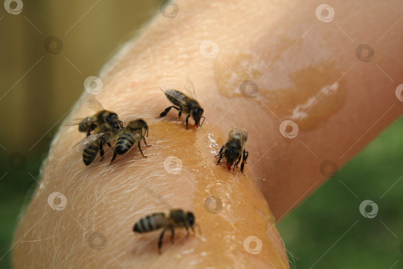 Скачать Пчёлы едят мёд на руке фотосток Ozero