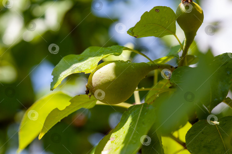 Скачать незрелая груша и листья висят на ветке, фотосток Ozero
