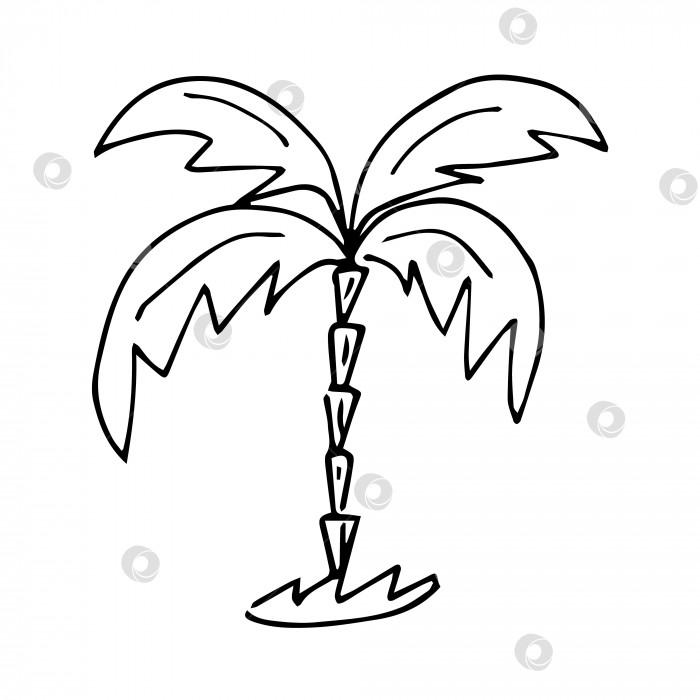 Скачать Одиночное изображение пальмы в стиле каракулей или набросков, векторная графика, рисование от руки. фотосток Ozero