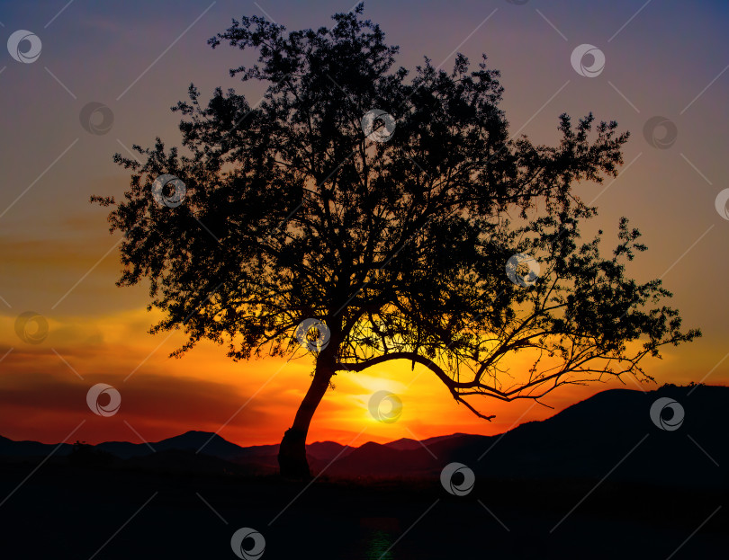Скачать Красивое дерево у дороги на фоне закатного неба фотосток Ozero