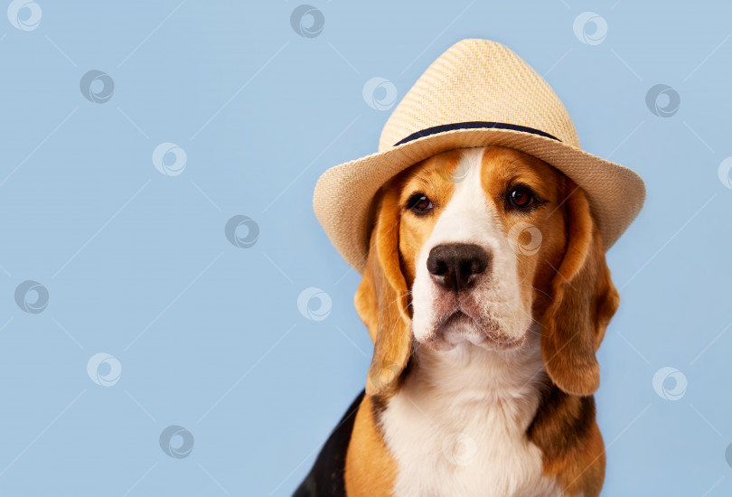 Скачать Собака породы бигль в соломенной шляпе на синем фоне. фотосток Ozero