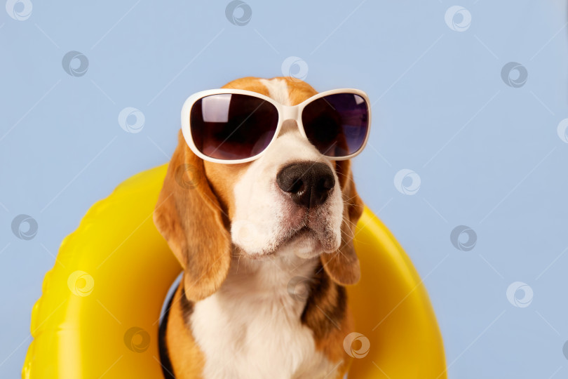 Скачать Собака породы бигль в солнцезащитных очках и с кругом для плавания фотосток Ozero