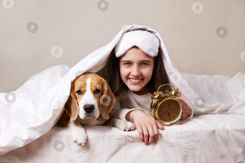 Скачать Девочка-подросток со своей собакой бигль лежит в постели под одеялом. фотосток Ozero