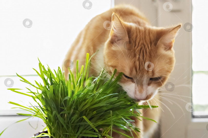Скачать Рыжая кошка ест зеленую траву зеленая сочная трава для кошек, пророщенный овес полезен для кошек. фотосток Ozero