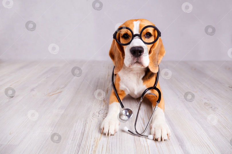 Скачать Собака породы бигль в очках и со стетоскопом. фотосток Ozero