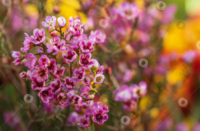 Скачать красивое цветущее растение с мелкими розовыми цветками фотосток Ozero