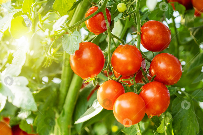 Скачать Рост растений свежих спелых красных помидоров фотосток Ozero