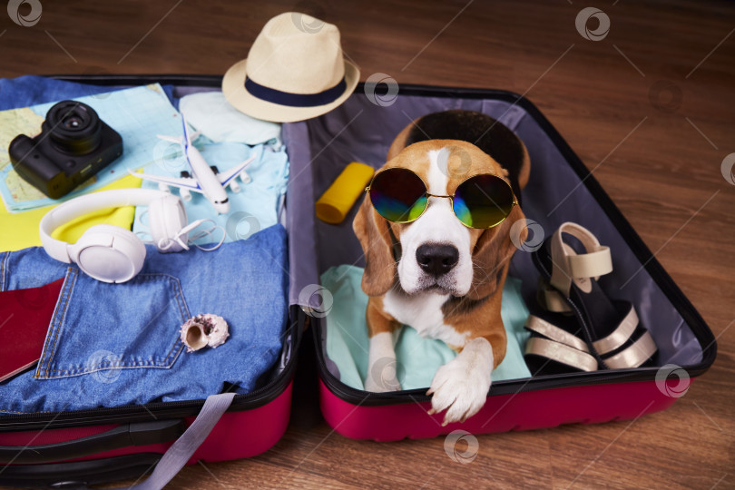 Скачать Собака породы бигль в солнцезащитных очках лежит в открытом чемодане с вещами. фотосток Ozero